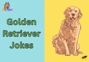 Golden Retriever Jokes